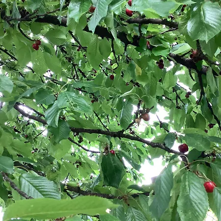 Ai Quattro Panzió Privano